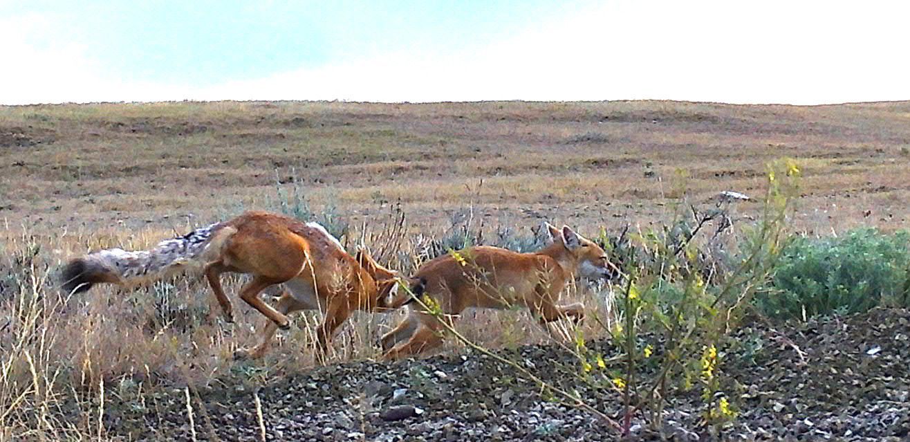 The chase